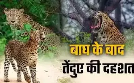 बहराइच: तेंदुए के हमले में बाल-बाल बचा श्रमिक, गांव में दहशत का माहौल